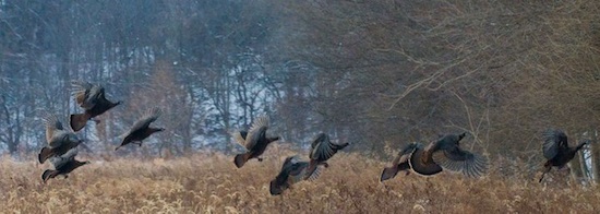 Wild Turkeys Illinois